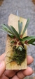Dryadella edwallii