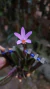 Laelia liliputana