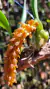 Bulbophyllum elassonotum