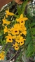 Dendrobium frimbiatum - comprar online