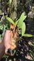 Cattleya kerrii na internet