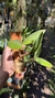 Cattleya kerrii