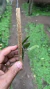 Acianthera klotzschiana variedade lamproglossa - comprar online