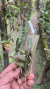 Laelia milleri Lacre 0000316 - Orquidário Aparecida