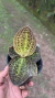 Dossinia marmorata “Orquídea joia” Lacre 0003924