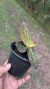 Dossinia marmorata “Orquídea joia” Lacre 0003924 na internet