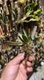 Acianthera fenestrata Lacre 185465 na internet