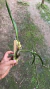 Maxillaria porphyrostele Lacre 0003923 na internet