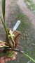 Maxillaria porphyrostele Lacre 0003923 - loja online