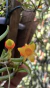 Mediocalcar decoratum Lacre 0000387