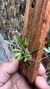 Specklinia viridiflora na internet