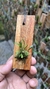 Specklinia viridiflora - Orquidário Aparecida