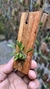Specklinia viridiflora
