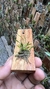 Specklinia viridiflora - loja online