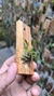 Specklinia viridiflora - comprar online