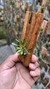 Specklinia viridiflora - Orquidário Aparecida