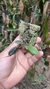 Anathallis modesta - loja online