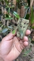 Imagem do Anathallis modesta