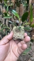 Anathallis modesta - Orquidário Aparecida