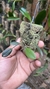 Anathallis modesta - comprar online