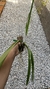 Encyclia odoratissima (Corte) Lacre 185447 - loja online