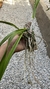 Encyclia odoratissima (Corte) Lacre 185447