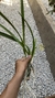 Encyclia odoratissima (Corte) Lacre 185447 na internet