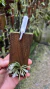 Centroglossa macroceras Lacre 0000062 - Orquidário Aparecida