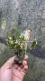 Bulbophyllum labuanum Lacre 0000303 - Orquidário Aparecida