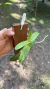 Trichoglottis seidenfadenii Lacre 0001338 na internet
