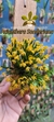 Acianthera sonderiana (Mega touceira) Lacre 185454