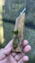 Pabstiella pleurothalloides Lacre 0000153 na internet