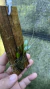 Pabstiella pleurothalloides Lacre 0000153 - Orquidário Aparecida