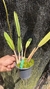 Laelia Mixta Lacre 185028