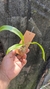 Prosthechea fragans na internet