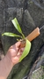 Prosthechea fragans na internet