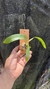 Prosthechea fragans - loja online
