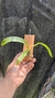 Prosthechea fragans