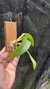 Imagem do Prosthechea fragans