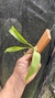 Prosthechea fragans - loja online