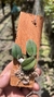 Sophronitis cernua var. mineira (Recém plantada)