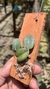Imagem do Sophronitis cernua var. mineira (Recém plantada)