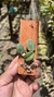 Sophronitis cernua var. mineira (Recém plantada) - Orquidário Aparecida