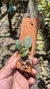 Sophronitis cernua var. mineira (Recém plantada) - loja online