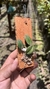 Sophronitis cernua var. mineira (Recém plantada)