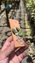 Sophronitis cernua var. mineira (Recém plantada) - comprar online