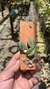 Imagem do Sophronitis cernua var. mineira (Recém plantada)