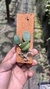Sophronitis cernua var. mineira (Recém plantada) na internet