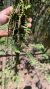 Dichaea pendula “Touceira” Lacre 0116667