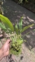 Coelogyne speciosa (Touceira) Lacre 125209 - loja online